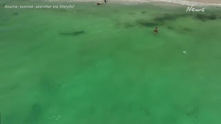 Australian Beach Closed After 8Foot Shark Spotted [upl. by Demy119]