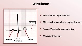 Intro to EKG Interpretation  Waveforms Segments and Intervals [upl. by Skantze]