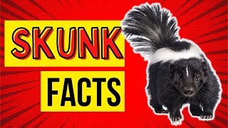 10 Stinky Skunk Facts You Need to Know 🦨💨 [upl. by Bibah]