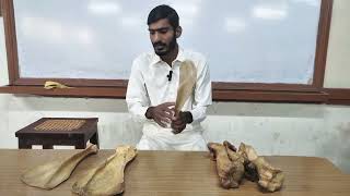 lecture  29How to Identify sideRight or leftof bonesforelimbVeterinary Anatomy in HindiUrdu [upl. by Stclair]