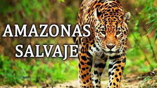 Amazonas Salvaje  La Cuna De La Vida Documental 2020 [upl. by Hsot]