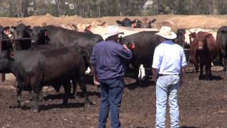 Supplying Hereford Cattle to Feedlots [upl. by Yramliw]