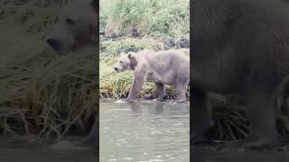 Huge Kodiak Bear w Cubs at Karluk River AK shorts [upl. by Lahpos]