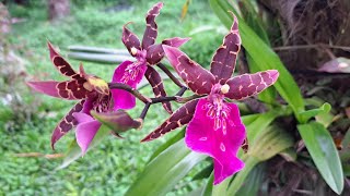 Miltonia Miltassia e afins [upl. by Baudelaire]