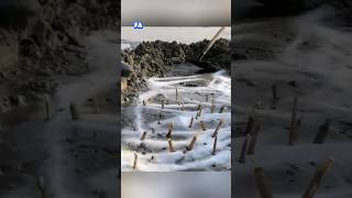 Razor clams catching at sea site short [upl. by Anuska]