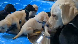 Goldador Puppies are being watched over by Mom and Dad dog very sweet 😍 [upl. by Nnair]