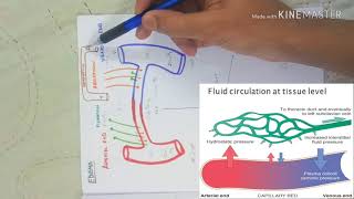 OEDEMA  hydrostatic pressure  oncotic pressure [upl. by Assadah]