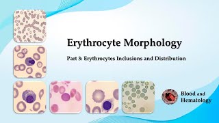 Erythrocyte morphology  part 3 Erythrocytes Inclusions and Distribution [upl. by Wickham402]