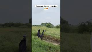 Dangerous animals hunting 🥵 Khatarnak janwar ka shikar 😱 hunting farmer farmingfarming [upl. by Yelyak]