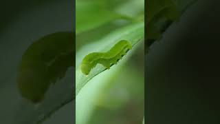 American Snout caterpillar rises slowly [upl. by Wilek]