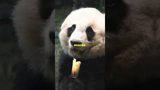 Top Mind Blowing Panda Facts You Didnt Know animals nature wildlife facts panda bear [upl. by Zingg744]