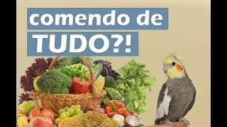 Como fazer sua calopsita comer outros alimentos [upl. by Ruiz]