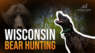 Wisconsin Bear Hunting With Hounds [upl. by Novonod]