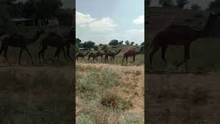 Camel 🐪🐪🐪🐫 vlog Elana village vlog short video 👉👉👉 [upl. by Sakmar]