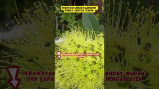 Vegetasi lebah klanceng bunga Santos lemon tanamanhias [upl. by Francis881]