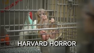 Baby Monkeys at Harvard Are Separated From Their Mothers Caged Alone and Often Blinded [upl. by Atilehs207]