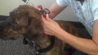 How to Measure Your Dog for a NoPull Harness [upl. by Ignatzia]