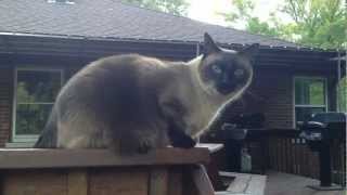 Oscar the Siamese Cat Meows and Talks [upl. by Spanjian]