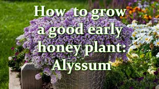 Seedlings in 4 days I sow this way How to Grow Alyssum Flower from Seeds  Alexas Garden [upl. by Koorb]