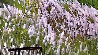 White Grass flowers Cortaderia selloana Pumila Dwarf Pampas Grass of S G B Amravati University [upl. by Tinya]