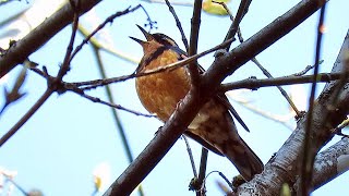 Varied Thrush Singing [upl. by Jeannette]