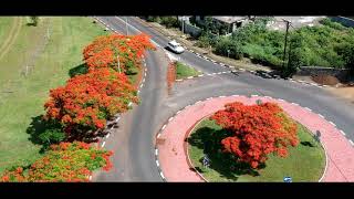 Flamboyant Tree  Delonix regia  Royal Poinciana  Mauritius [upl. by Louls]