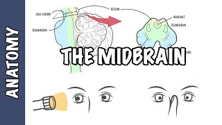 Clinical Anatomy  Midbrain structure function and midbrain lesions [upl. by Eldwon4]