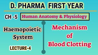 Blood clotting mechanism  Ch5  L4  Haemopoietic system  HAP  DPharm first year [upl. by Caitrin]