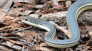 Sonoran Mountain Whipsnake [upl. by Irolav]