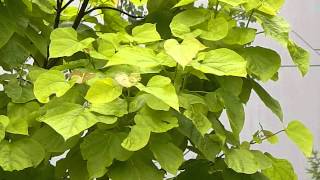 Catalpa bignonioides Aurea [upl. by Etnoek]