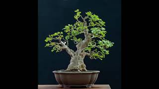 Fraxinus Americana Seeds Beautiful Foliage Bonsai 4 [upl. by Harbert]