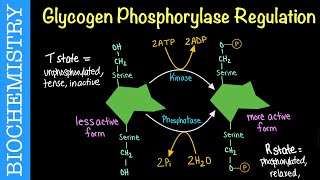 Glycogen Phosphorylase Regulation  Biochemistry [upl. by Ynnattirb]