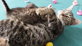 Kittens climbing all over mom [upl. by Finzer]