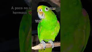 Lorito bello ❤️‍🩹 parrot loro lotito pets loroco apoyoplissssssssssssss loroparque funny [upl. by Kovacs257]