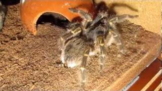 Grammostola pulchripes aureostriata webbing [upl. by Otrebor]