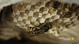 Fascinating Hornets Build An Elaborate Nest Inside a Tree [upl. by Ajak]