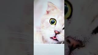 Mundo Gatuno amp cat youtuber [upl. by Gawain]