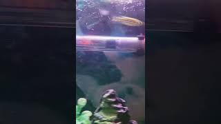 Aquarium heater price 285 wad 25 yotuber yotube trending short [upl. by Rodie607]