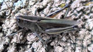 Twostriped Grasshopper Acrididae Melanoplus bivittatus Female [upl. by Eruot540]