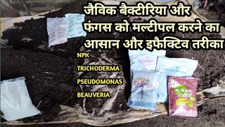 How to multiply npk bacteria pseudomonas beauveria in organic carbon lahsun ke liye best basle dose [upl. by Zilada]