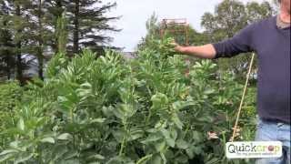 How to Grow Broad Beans  Video Tutorial [upl. by Aisauqal]