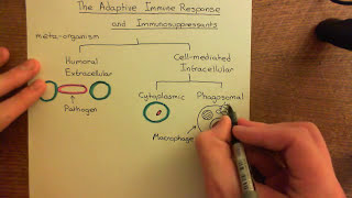 The Adaptive Immune Response and Immunosuppressants Part 1 [upl. by Welcome421]