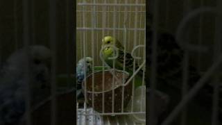 Birdcage at neighbors house telugu birds [upl. by Yslehc411]