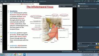 Anatomy of the Infratemporal Fossa  Dr Ahmed Farid [upl. by Llenahs346]