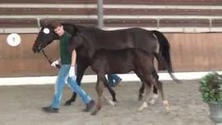 De NiroSir Donnerhall I filly  2014 for sale [upl. by Nhguavoj822]