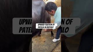 Upward fixation of patella l dr Umar khan [upl. by Carmena975]