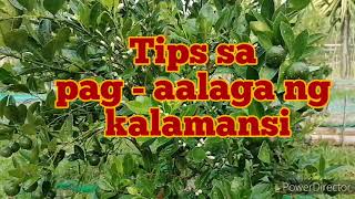 Tips sa tamang pagaalaga ng Calamansi [upl. by Braun171]