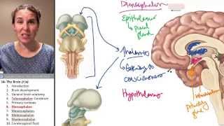 Brain 6 Diencephalon [upl. by Nirrol]