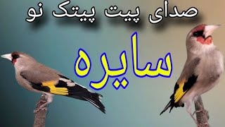 برای تحریک کردن و مست کردن سایره صدای پیت پیت ماده  female gold finch training sounds [upl. by Endys]