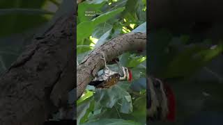 Lesser Flameback woodpecker  birds shorts [upl. by Eedahs]